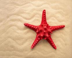 el concepto de verano, descanso, mar, viajes. estrellas de mar y conchas marinas en la arena. vista superior del fondo arenoso con dunas foto