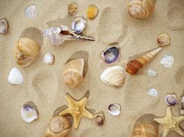 The concept of summer, rest, sea, travel. Starfish and seashells on the sand. top view of sandy background with dunes photo