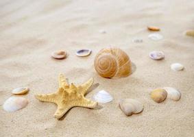 el concepto de verano, descanso, mar, viajes. estrellas de mar y conchas marinas en la arena. vista superior del fondo arenoso con dunas foto