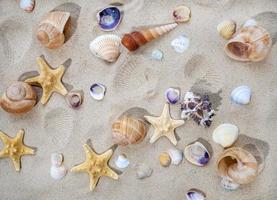 el concepto de verano, descanso, mar, viajes. estrellas de mar y conchas marinas en la arena. vista superior del fondo arenoso con dunas foto