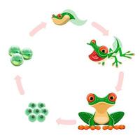 Frog life cycle. Amphibian growth development stages eggs or frogspawn, embryos, tadpole, froglet, adult frog. Frogs metamorphosis cartoon vector education illustration