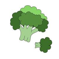 Broccoli doodle Vector color illustration isolated on white background