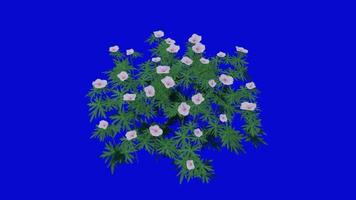 flor animado - gerânio - sangrento guindaste - gerânio sanguineum - looping animação - verde tela croma chave - Rosa - 2b video