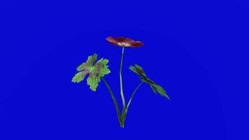 bloem geanimeerd - duister Ooievaarsbek - geranium faeum - rouw weduwe - zwart weduwe - looping animatie - groen scherm chroma sleutel - 3b video