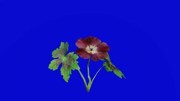 fiore animato - tetro cranesbill - geranio phaeum - lutto vedova - nero vedova - looping animazione - verde schermo croma chiave - 3a video
