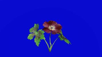 Flower Animated - dusky cranesbill - geranium phaeum - mourning widow - black widow - looping animation - green screen chroma key - 3a video