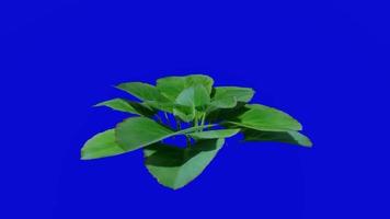 Flower animated - elephants ear fLower - colocasia - looping animation - green screen chroma key - 2a video