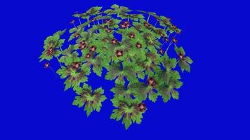 Flower Animated - dusky cranesbill - geranium phaeum - mourning widow - black widow - looping animation - green screen chroma key - 2a video