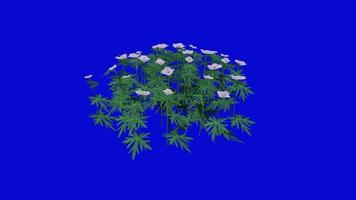 Flower animated - geranium - bloody cranesbill - geranium sanguineum - looping Animation - green screen chroma key - pink - 2a video