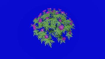 flor animado - geranio - sangriento geranio - geranio sanguineum - bucle animación - verde pantalla croma llave - púrpura - 1b video