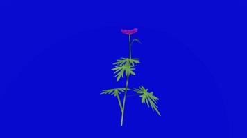 Flower animated - geranium - bloody cranesbill - geranium sanguineum - looping Animation - green screen chroma key - purple - 3a video