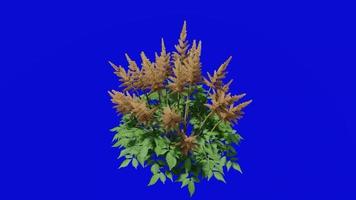 Blume animiert - - falsch Ziegen Bart - - astilbe Chinensis - - Schleifen Animation - - Grün Bildschirm Chroma Schlüssel - - Orange b video