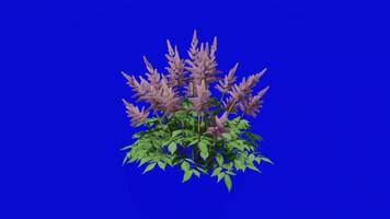 Flower animated - false goats beard - astilbe chinensis - looping Animation - green ccreen chroma key - pink a video