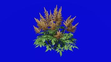 Flower animated - false goats beard - astilbe chinensis - looping Animation - green ccreen chroma key - orange a video