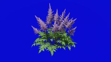 fiore animato - falso capre barba - astilbe chinensis - looping animazione - verde screen croma chiave - viola un' video