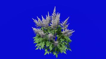 bloem geanimeerd - false geiten baard - astilbe chinensis - looping animatie - groen scherm chroma sleutel - wit b video