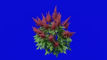 Flower animated - false goats beard - astilbe chinensis - looping Animation - green screen chroma key - red b video