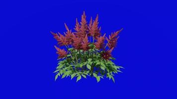 bloem geanimeerd - false geiten baard - astilbe chinensis - looping animatie - groen scherm chroma sleutel - rood een video