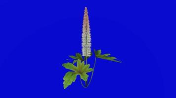 flor animado - espuma flor - fresco - tiarella cordifolia - bucle animación - verde pantalla croma llave - 3a video