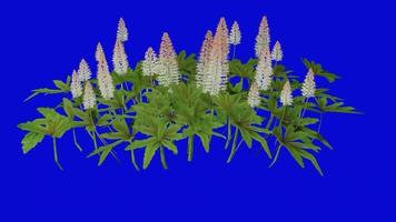 Flower animated - foam flower - coolwort - tiarella cordifolia - looping animation - green screen chroma key - 2a video