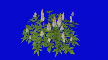 Flower animated - foam flower - coolwort - tiarella cordifolia - looping animation - green screen chroma key - 2b video