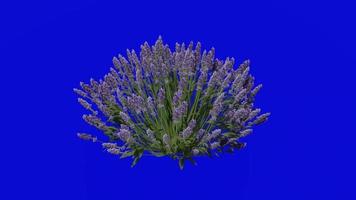 Flower animated - english lavender - true lavender - lavandula angustifolia - looping animation - green screen chroma key - 1a video