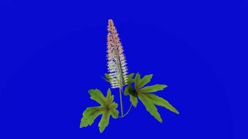 Flower animated - foam flower - coolwort - tiarella cordifolia - looping animation - green screen chroma key - 3b video