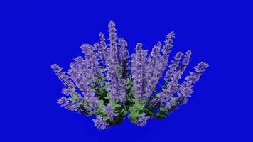 Flower animated - catmint - blue wonder - faassens catnip - nepeta faassenii - looping animation - green screen chroma key - 1a video