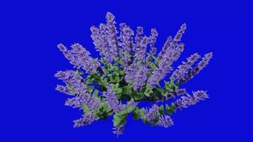 Flower animated - catmint - blue wonder - faassens catnip - nepeta faassenii - looping animation - green screen chroma key - 1b video