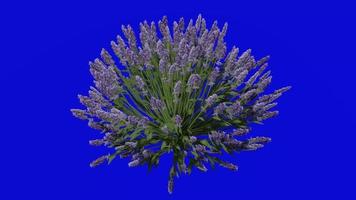 Blume animiert - - Englisch Lavendel - - wahr Lavendel - - Lavandula angustifolia - - Schleifen Animation - - Grün Bildschirm Chroma Schlüssel - - 1b video