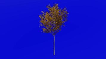 Tree animation - evergreen ash - himalayan ash - fraxinus griffithii - green screen chroma key - small - 1a autumn fall video