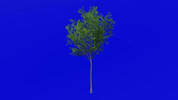 Tree animation - evergreen ash - himalayan ash - fraxinus griffithii - green screen chroma key - small - 1a summer spring video