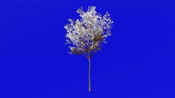 Tree animation - evergreen ash - himalayan ash - fraxinus griffithii - green screen chroma key - small - 1a winter snow video