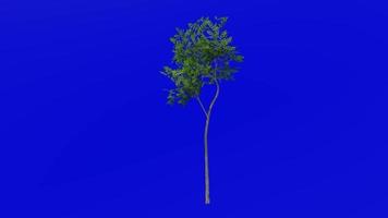 Tree animation - evergreen ash - himalayan ash - fraxinus griffithii - green screen chroma key - small - 2a summer spring video