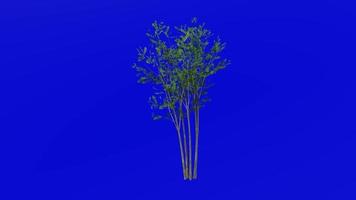 Tree animation - evergreen ash - himalayan ash - fraxinus griffithii - green screen chroma key - small - 2a summer spring video