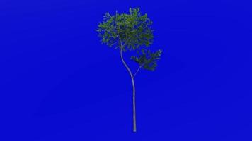 árvore animação - sempre-verde cinza - himalaia cinza - fraxinus griffithii - verde tela croma chave - pequeno - 4a verão Primavera video