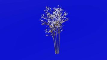 Tree animation - evergreen ash - himalayan ash - fraxinus griffithii - green screen chroma key - small - 2a winter snow video