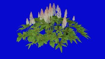 Blume animiert - - Schaum Blume - - Kühlwurz - - Tiarella Cordifolia - - Schleifen Animation - - Grün Bildschirm Chroma Schlüssel - - 1a video