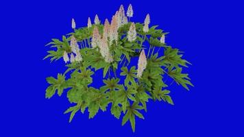 Blume animiert - - Schaum Blume - - Kühlwurz - - Tiarella Cordifolia - - Schleifen Animation - - Grün Bildschirm Chroma Schlüssel - - 1b video