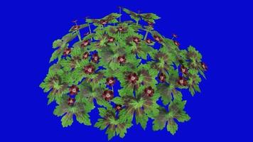 Flower Animated - dusky cranesbill - geranium phaeum - mourning widow - black widow - looping animation - green screen chroma key - 1b video