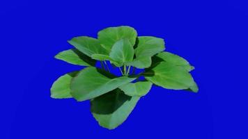 Flower animated - elephants ear fLower - colocasia - looping animation - green screen chroma key - 2b video