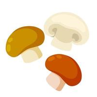 Boletus edulis. Mushroom with a brown cap. Natural product from the forest. Eco-friendly food. Flat cartoon illustration vector