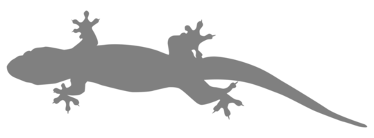 House Lizard also called House Gecko or Gekkonidae Silhouette for Art Illustration, Logo, Pictogram or Graphic Design Element. Format PNG