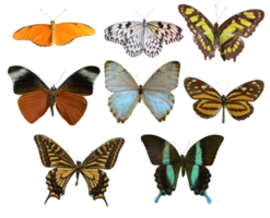 Of image collection of colorful butterflies of different sizes png