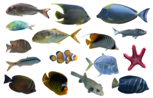 Image of aquarium tropical fish they swim together png