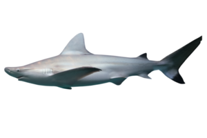 Immagine di un' nuoto bianca squalo, predatore di il mare. png