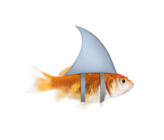 Image of an aquarium goldfish swimming with shark fin png