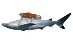 Image of a swimming white shark, predator of the sea with lifebuoy png