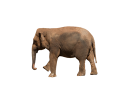Image of an african elephant , huge pachyderm png