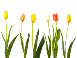 Colorful tulip flowers symbol of easter celebration png